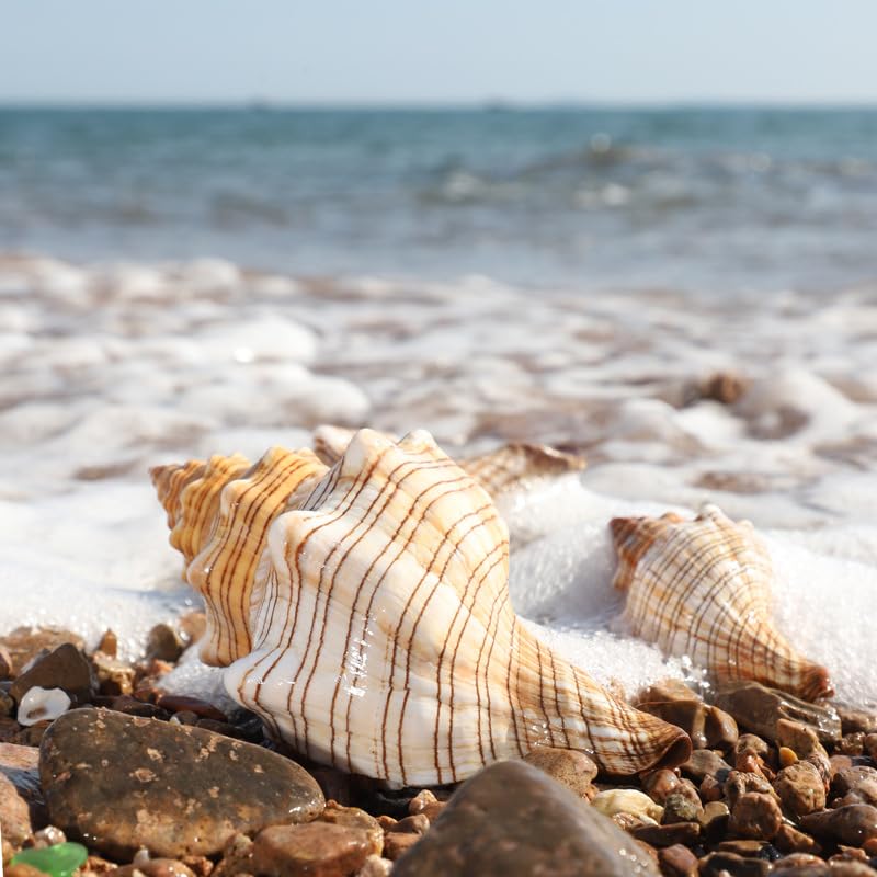 Amazon.com: Fecovanti Giant Natural Conch Shell 6-7 inches,Striped